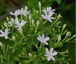 Mullai Flowers